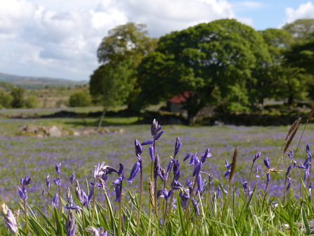 Emsworthy Bluebells 