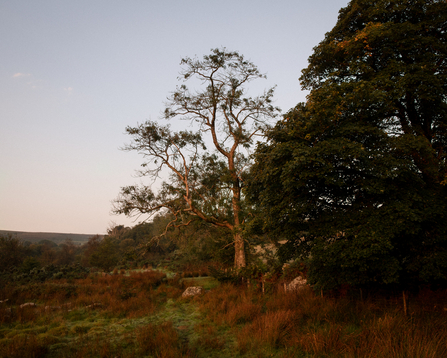 Ash tree at Emsworthy Mire nature reserve