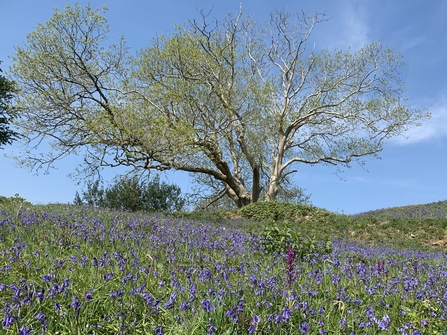 Ash Tree in Dartmouth