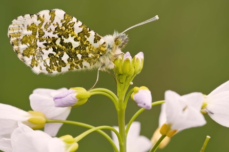 Orange-tip Butterfly