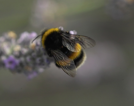 White-tailed bumblebee