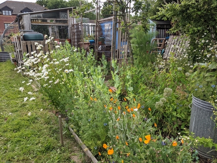 Wildflower border in allotment