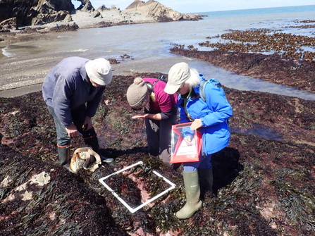 Coastwise volunteers using quadrat on rockpools