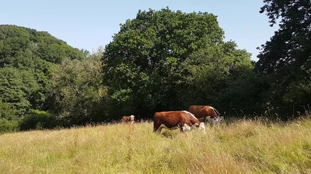 Cattle grazing