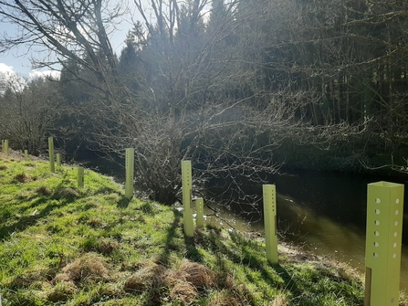 Picture of green tree guards along the bank of the Torridge river