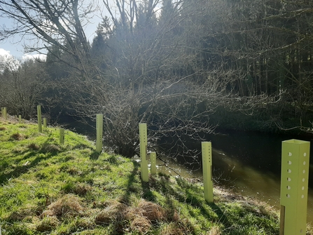 Picture of green tree guards along the bank of the Torridge river
