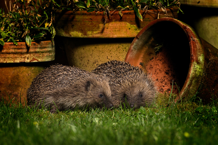 Two hedgehogs near plant pots in garden