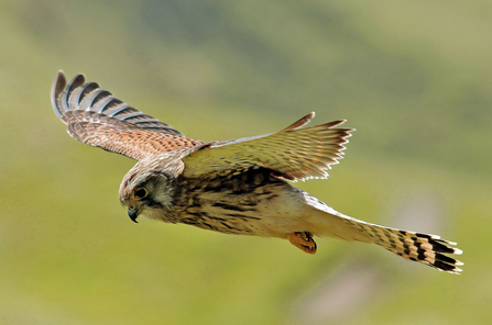 The North Devon Bird of Prey Centre