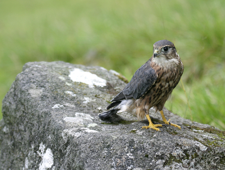 The North Devon Bird of Prey Centre