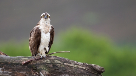 How to identify birds of prey  Herts and Middlesex Wildlife Trust