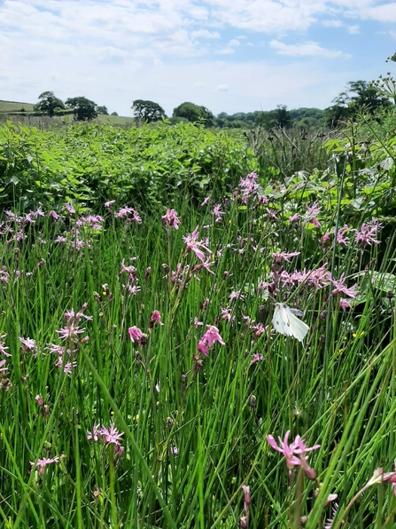 Ragged robin plants pink flowers beside a hedgerow