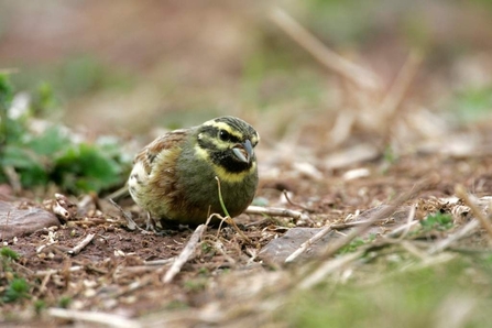 Cirl bunting