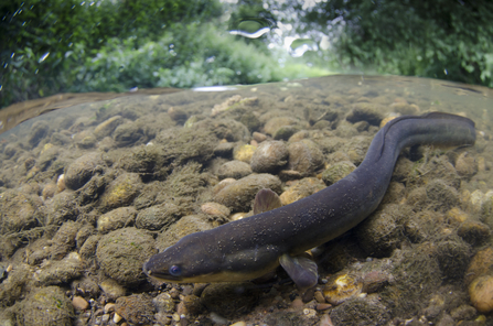 European eel swimming in a river