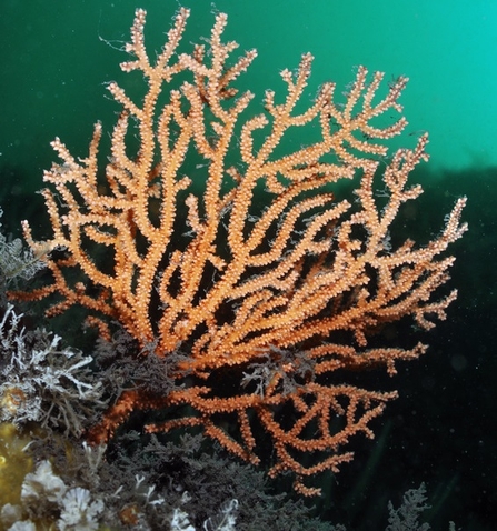 Pink Sea Fan