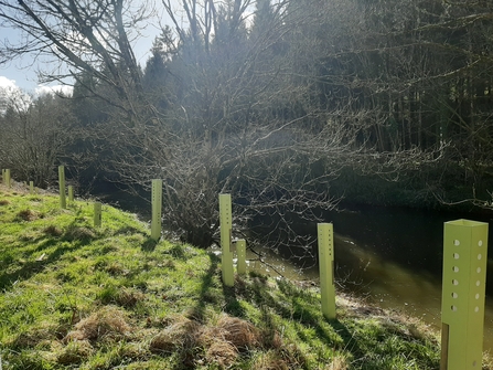 Tree guards next to river Torridge