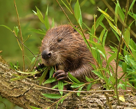 Beaver feeding on leaves next to River Otter