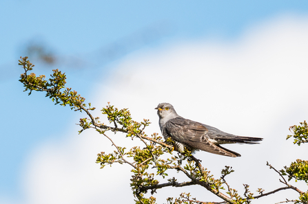 Cuckoo at Emsworthy Mire