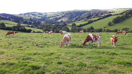 Cattle grazing in northern Devon field with hedges and woods in distance