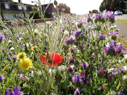 An existing wildflower meadow planted along Price Charles Road, Exeter (photo taken summer 2019)