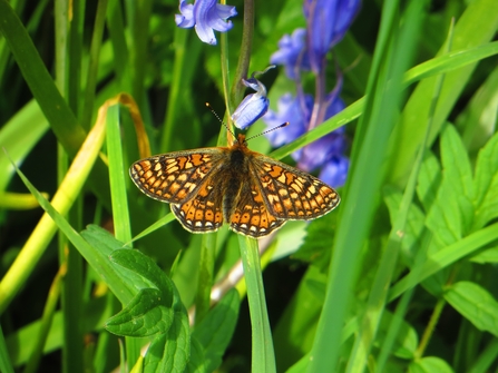 Marsh Fritillary butterfly