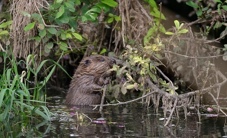 beaver kit eating 