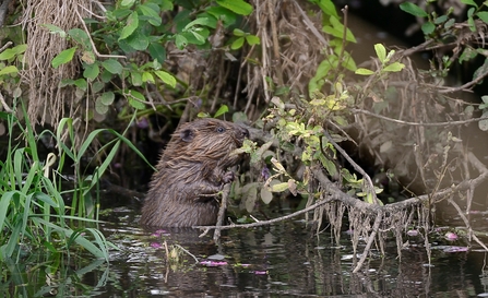 beaver kit eating