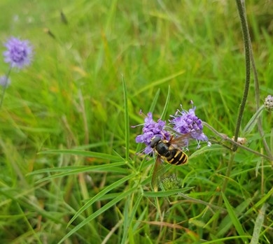 Sericomyia silentis on Devil’s bit scabious