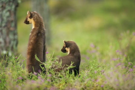 Two pine martens faced away from camera