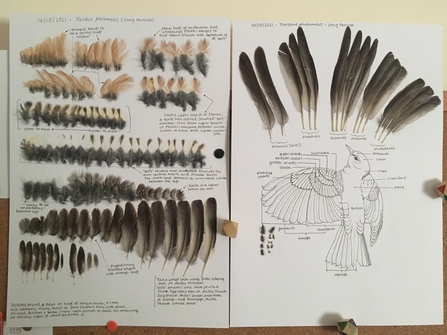 Annotated diagram of bird with feathers