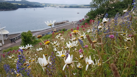 Wildflower meadow in Plymouth