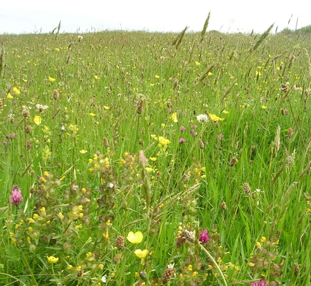 Coronation Meadow at Dunsdon nature reserve