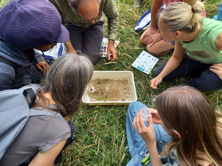 People looking at tray with collection of seeds and insects