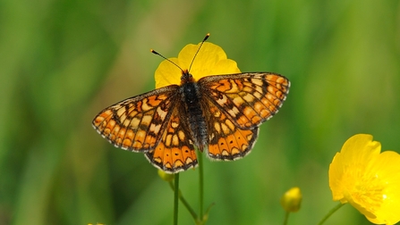 Marsh fritillary on a buttercup