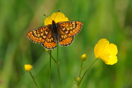 Marsh fritillary on a buttercup