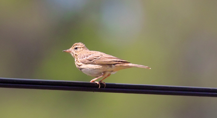 A tree pipit perched on a wire