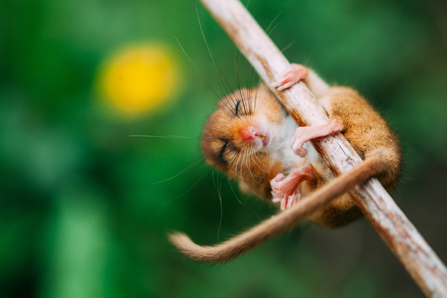 Hazel dormouse hanging from branch