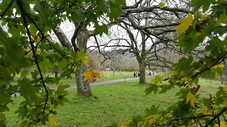 View of park through autumn leaves 