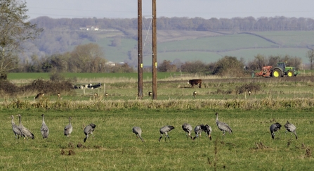 Juvenile Common / Eurasian cranes (Grus grus) recently released by the Great Crane Project onto the Somerset Levels and Moors foraging in pastureland with seven roe deer (Capreolus capreolus), cattle, a farmworker and his tractor in the background.