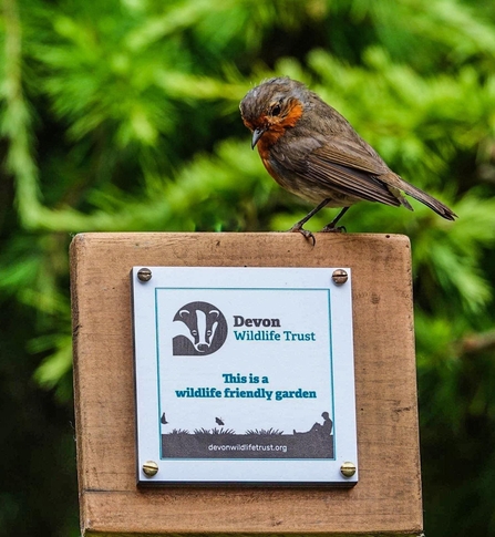 Robin sitting on top of wildlife garden award plaque