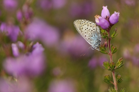 Silver-studded Blue butterfly