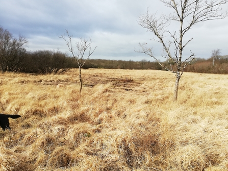 Beer Mill Farm grassland habitat