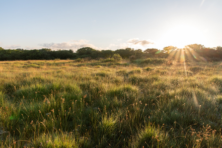 Grassland with sun rising in background