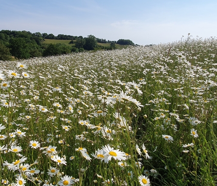 Field of tall oxeye daisies
