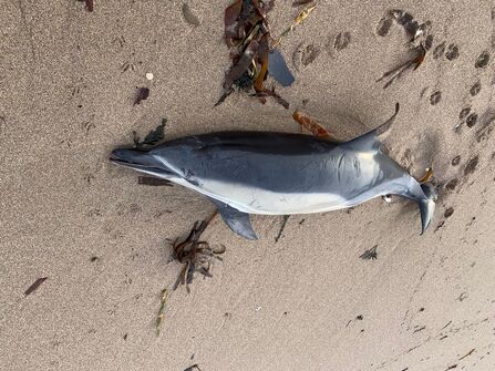Dead common dolphin on sand