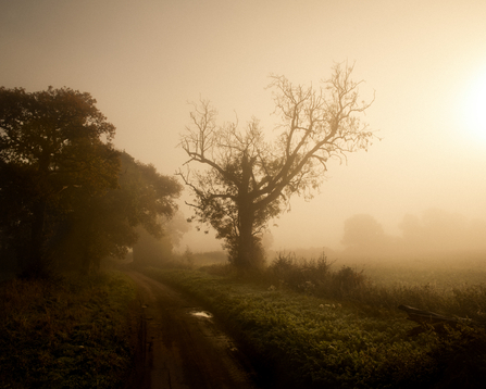 Ash tree with ivy around the trunk on side of road, shrouded in mist