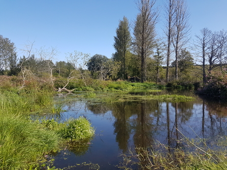 Photo of a wetland habitat