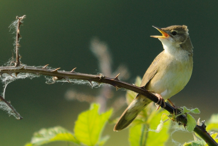 Grasshopper warbler