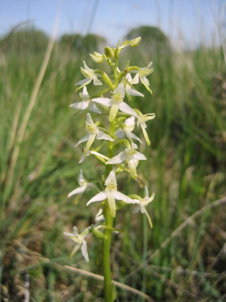 Lesser butterfly orchid