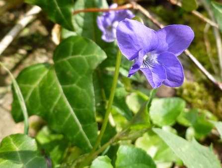 Dog violet