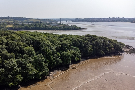 Group of trees on peninsula leading out to sea with city in background